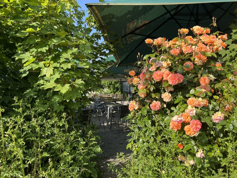 Der Blick durch die grüne Wand in den Biergarten