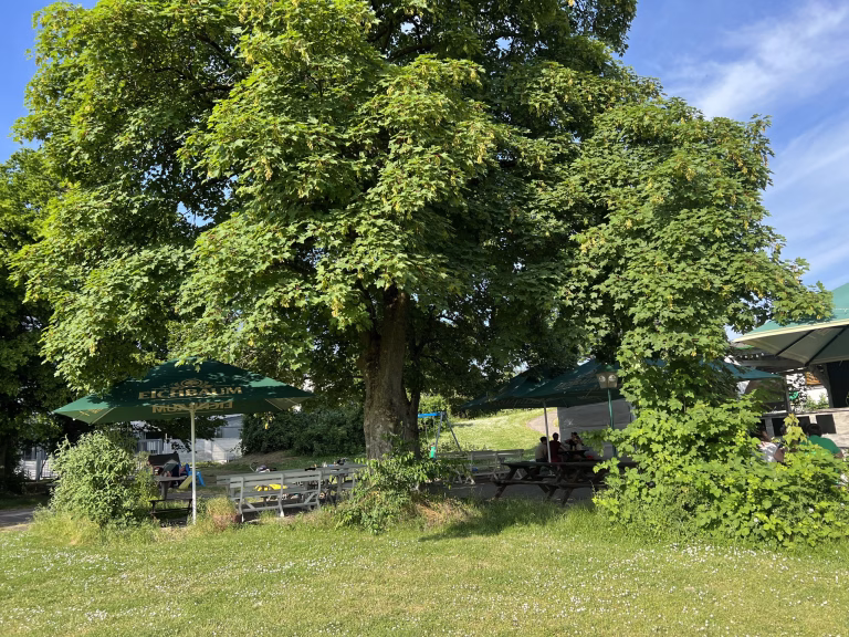 Biergarten Heimkabine in Heidelberg mit großer Kastanie
