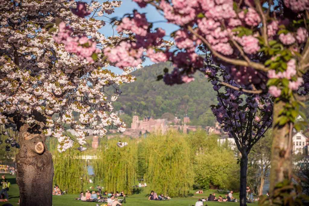 Neckarwiese Heidelberg im Frühling mit Schlosspanorama
