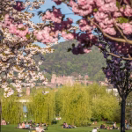 Neckarwiese Heidelberg im Frühling mit Schlosspanorama