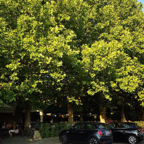 Grün satt! Der tolle Baumbestand kommt im Sommer wie gerufen
