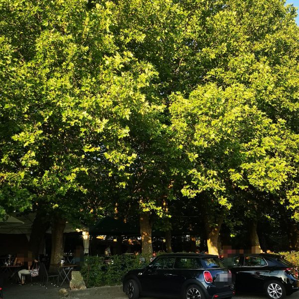 Grün satt! Der tolle Baumbestand kommt im Sommer wie gerufen